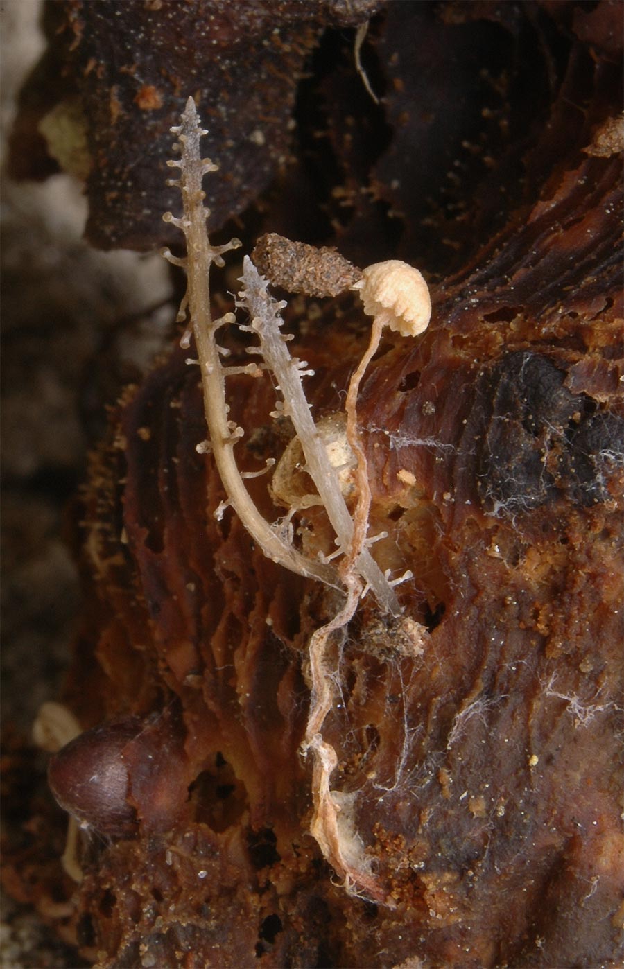 Collybia racemosa (Pers. : Fr.) Qul.